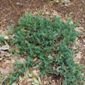 Creeping Juniper